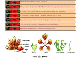 • A typical flower consists of 4 sets of floral leaves.
1)Calyx :- Group of sepals. Outer whorl (First whorl) commonly green and helps in protection.
2) Corolla :- Group of petals. Second whorl, general coloured and helps in attraction.
3) Androecium :- Group of stamens. Third whorl, represents male sex organs.
4) gynoecium :- Group of carpels. Fourth whorl, represents female sex organs.
• Calyx and corolla : Commonly called perianth, Non-essential organs. .
• Androecium and gynoecium : Commonly called essential organs.
 