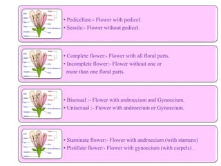 • Pedicellate:- Flower with pedicel.
• Sessile:- Flower without pedicel.
• Complete flower:- Flower with all floral parts.
• Incomplete flower:- Flower without one or
more than one floral parts.
• Bisexual :- Flower with androecium and Gynoecium.
• Unisexual :- Flower with androecium or Gynoecium.
• Staminate flower:- Flower with androecium (with stamens)
• Pistillate flower:- Flower with gynoecium (with carpels) .
 