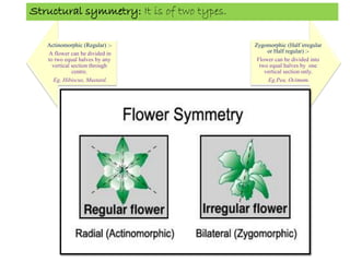 Actinomorphic (Regular) :-
A flower can be divided in
to two equal halves by any
vertical section through
centre.
Eg. Hibiscus, Mustard.
Zygomorphic (Half irregular
or Half regular) :-
Flower can be divided into
two equal halves by one
vertical section only.
Eg.Pea, Ocimum.
Structural symmetry: It is of two types.
 