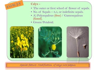 Calyx -
• The outer or first whorl of flower of sepals.
• No. of Sepals – 3,5, or indefinite sepals.
• A) Polysepalous (free) / Gamosepalous
(fused).
• Green/Petaloid.
Special feature– Modification of calyx into pappus.
 