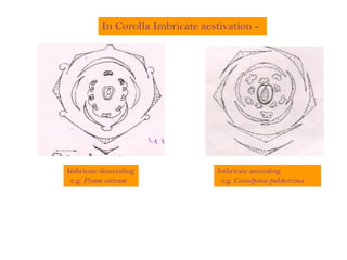 In Corolla Imbricate aestivation -
Imbricate descending
e.g. Pisum sativum
Imbricate ascending
e.g. Caesalpinia pulcherrima
 