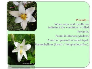 Perianth –
When calyx and corolla are
indistinct the condition is called
Perianth.
Found in Monocotyledons.
A unit of perianth is called tepal.
Gamophyllous (fused) / Polyphyllous(free).
 