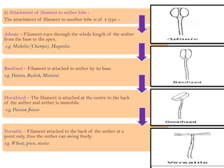 2) Attachment of filament to anther lobe :
The attachment of filament to another lobe is of 4 type -
Adnate – Filament runs through the whole length of the anther
from the base to the apex.
e.g. Michelia (Champa), Magnolia.
Basifixed – Filament is attached to anther by its base.
e.g. Datura, Radish, Mustard.
Dorsifixed – The filament is attached at the centre to the back
of the anther and anther is immobile.
e.g. Passion flower
Versatile – Filament attached to the back of the anther at a
point only, thus the anther can swing freely.
e.g. Wheat, grass, maize.
 
