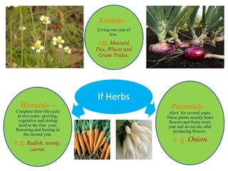 If Herbs
Annuals –
Living one year of
less .
eg. Mustard,
Pea, Wheat and
Gram Tridax.
Perennials –
Alive for several years.
These plants usually bears
flowers and fruits every
year and do not die after
producing flowers.
e. g. Onion.
Biennials –
Complete their life cycle
in two years- growing,
vegetative and storing
food in the first year,
flowering and fruiting in
the second year.
e.g. Radish, turnip,
carrot.
 