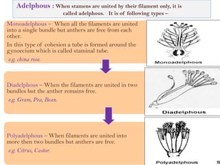 Monoadelphous – When all the filaments are united
into a single bundle but anthers are free from each
other.
In this type of cohesion a tube is formed around the
gynoecium which is called staminal tube.
e.g. china rose.
Diadelphous – When the filaments are united in two
bundles but the anther remains free.
e.g. Gram, Pea, Bean.
Polyadelphous – When filaments are united into
more then two bundles but anthers are free.
e.g. Citrus, Castor.
Adelphous : When stamens are united by their filament only, it is
called adelphous. It is of following types –
 