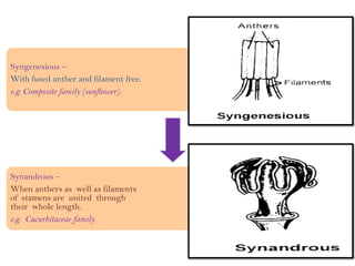 Syngenesious –
With fused anther and filament free.
e.g. Composite family (sunflower).
Synandrous –
When anthers as well as filaments
of stamens are united through
their whole length.
e.g. Cucurbitaceae family.
 