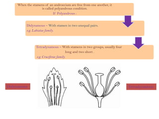When the stamens of an androecium are free from one another, it
is called polyandrous condition.
If Polyandrous :
Didynamous – With stamen in two unequal pairs.
e.g. Labiatae family.
Tetradynamous – With stamens in two groups, usually four
long and two short .
e.g. Cruciferae family.
Didynamous Tetradynamous
 