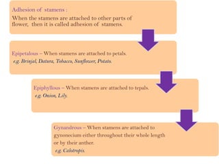 Adhesion of stamens :
When the stamens are attached to other parts of
flower, then it is called adhesion of stamens.
Epipetalous – When stamens are attached to petals.
e.g. Brinjal, Datura, Tobacco, Sunflower, Potato.
Epiphyllous – When stamens are attached to tepals.
e.g. Onion, Lily.
Gynandrous – When stamens are attached to
gynonecium either throughout their whole length
or by their anther.
e.g. Calotropis.
 