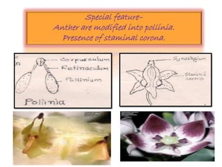 Special feature–
Anther are modified into pollinia.
Presence of staminal corona.
 