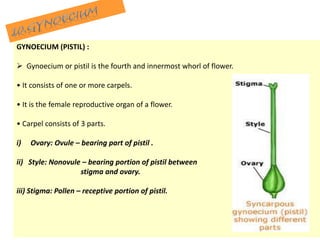GYNOECIUM (PISTIL) :
 Gynoecium or pistil is the fourth and innermost whorl of flower.
• It consists of one or more carpels.
• It is the female reproductive organ of a flower.
• Carpel consists of 3 parts.
i) Ovary: Ovule – bearing part of pistil .
ii) Style: Nonovule – bearing portion of pistil between
stigma and ovary.
iii) Stigma: Pollen – receptive portion of pistil.
 