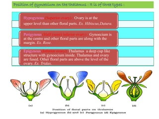 Hypogynous (Superior ovary) : Ovary is at the
upper level than other floral parts. Ex. Hibiscus,Datura.
Perigynous (Half (semi) inferior ovary) : Gynoecium is
at the centre and other floral parts are along with the
margin. Ex. Rose.
Epigynous (Inferior ovary): Thalamus a deep cup like
structure with gynoecium inside. Thalamus and ovary
are fused. Other floral parts are above the level of the
ovary. Ex. Tridax.
Position of gynoecium on the thalamus : It is of three types :
 