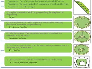 Placentation : Part of the ovary that bears ovules is called Placenta.
Placentation: The mode (method) of arrangement of ovules in the ovary.
Placentation is of different types.
a) Marginal placentation: With the placenta along the margin of the
simple ovary.
Ex. pea.
b) Parietal placentation: With the placenta on the wall or intruding
partition of a unilocular compound ovary.
Ex. Brassica, Cucurbita.
c) Axile placentation: With the placenta along the central axis in a
compound ovary with septa.
Ex Hibiscus, Solanum.
d) Free central placentation: With the placenta along the central axis in a
compound ovary without septa.
Ex. Dianthus.
e) Basal placentation: With the placenta at the base of the ovary.
.Ex. Tridax, Helianthus Sunflower.
 