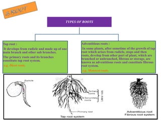 TYPES OF ROOTS
Tap root :
It develops from radicle and made up of one
main branch and other sub branches.
The primary roots and its branches
constitute tap root system.
e.g. Dicot roots.
Adventitious roots :
In some plants, after sometime of the growth of tap
root which arises from radicle, stops and then
roots, develop from other part of plant, which are
branched or unbranched, fibrous or storage, are
known as adventitious roots and constitute fibrous
root system.
e.g. Monocot roots.
 