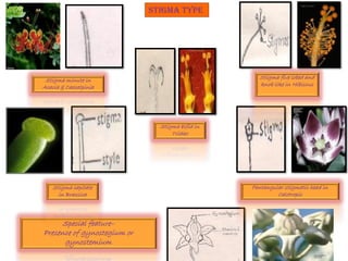 Stigma type
Special feature–
Presence of gynostegium or
gynostemium
Pentangular stigmatic head in
Calotropis
Stigma minute in
Acacia & Caesalpinia
Stigma five lobed and
knob like in Hibiscus
Stigma bifid in
Tridax
Stigma capitate
in Brassica
 