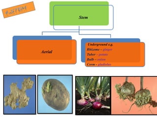 Stem
Aerial
Underground e.g.
Rhizome – ginger
Tuber – potato
Bulb – onion
Corm - gladiolus
 
