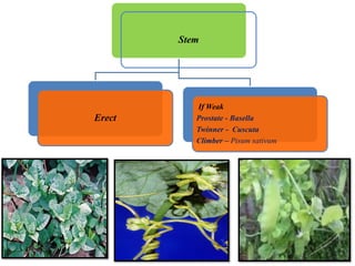 Stem
Erect
If Weak
Prostate - Basella
Twinner - Cuscuta
Climber – Pisum sativum
 