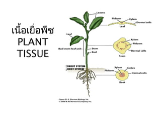 เนื้อเยื่อพืช
PLANT
TISSUE

 