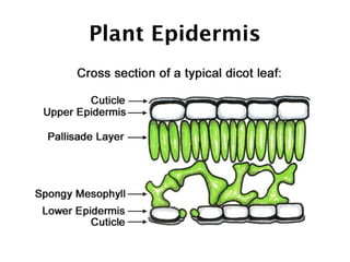 Protoderma เนื้อเยื่อพืช Plant tissue | PPT