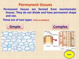 Permanent tissues
Permanent tissues are formed from meristematic
tissues. They do not divide and have permanent shape
and size.
These are of two types- (click on buttons)
Simple Complex
 