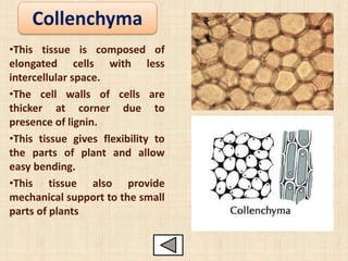 Collenchyma
•This tissue is composed of
elongated cells with less
intercellular space.
•The cell walls of cells are
thicker at corner due to
presence of lignin.
•This tissue gives flexibility to
the parts of plant and allow
easy bending.
•This tissue also provide
mechanical support to the small
parts of plants
 