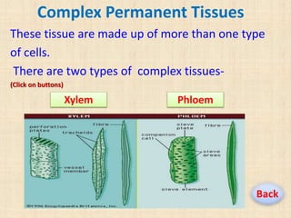 These tissue are made up of more than one type
of cells.
There are two types of complex tissues-
(Click on buttons)
Complex Permanent Tissues
Xylem Phloem
Back
 