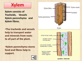 Xylem
Xylem consists of
Tracheids, Vessels
Xylem parenchyma and
Xylem fibres.
•The tracheids and vessels
help to transport water
and minerals from roots
to all part of the plant.
•Xylem parenchyma stores
food and fibres help in
support.
 
