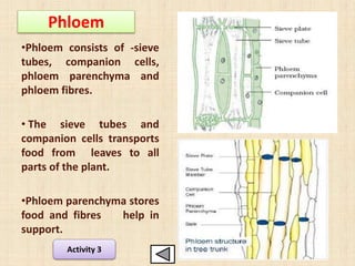 •Phloem consists of -sieve
tubes, companion cells,
phloem parenchyma and
phloem fibres.
• The sieve tubes and
companion cells transports
food from leaves to all
parts of the plant.
•Phloem parenchyma stores
food and fibres help in
support.
Phloem
Activity 3
 