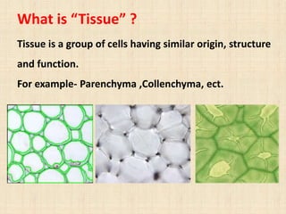 What is “Tissue” ?
Tissue is a group of cells having similar origin, structure
and function.
For example- Parenchyma ,Collenchyma, ect.
 