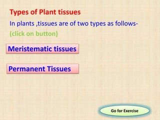 Types of Plant tissues
In plants ,tissues are of two types as follows-
(click on button)
Meristematic tissues
Permanent Tissues
Go for Exercise
 