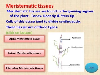 Meristematic tissues
Meristematic tissues are found in the growing regions
of the plant . For ex- Root tip & Stem tip.
Cells of this tissue tend to divide continuously.
These tissues are of three types-
(click on button)
Apical Meristematic tissue
Lateral Meristematic tissues
Intercalary Meristematic tissues
 