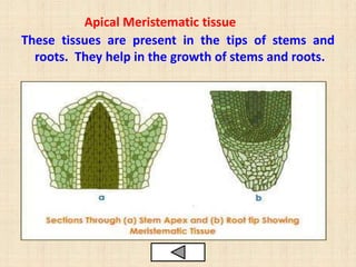 Apical Meristematic tissue
These tissues are present in the tips of stems and
roots. They help in the growth of stems and roots.
 