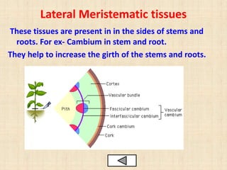 Lateral Meristematic tissues
These tissues are present in in the sides of stems and
roots. For ex- Cambium in stem and root.
They help to increase the girth of the stems and roots.
 