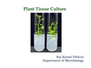 Plant Tissue Culture
Raj Kamal Vibhuti
Department of Microbiology
 