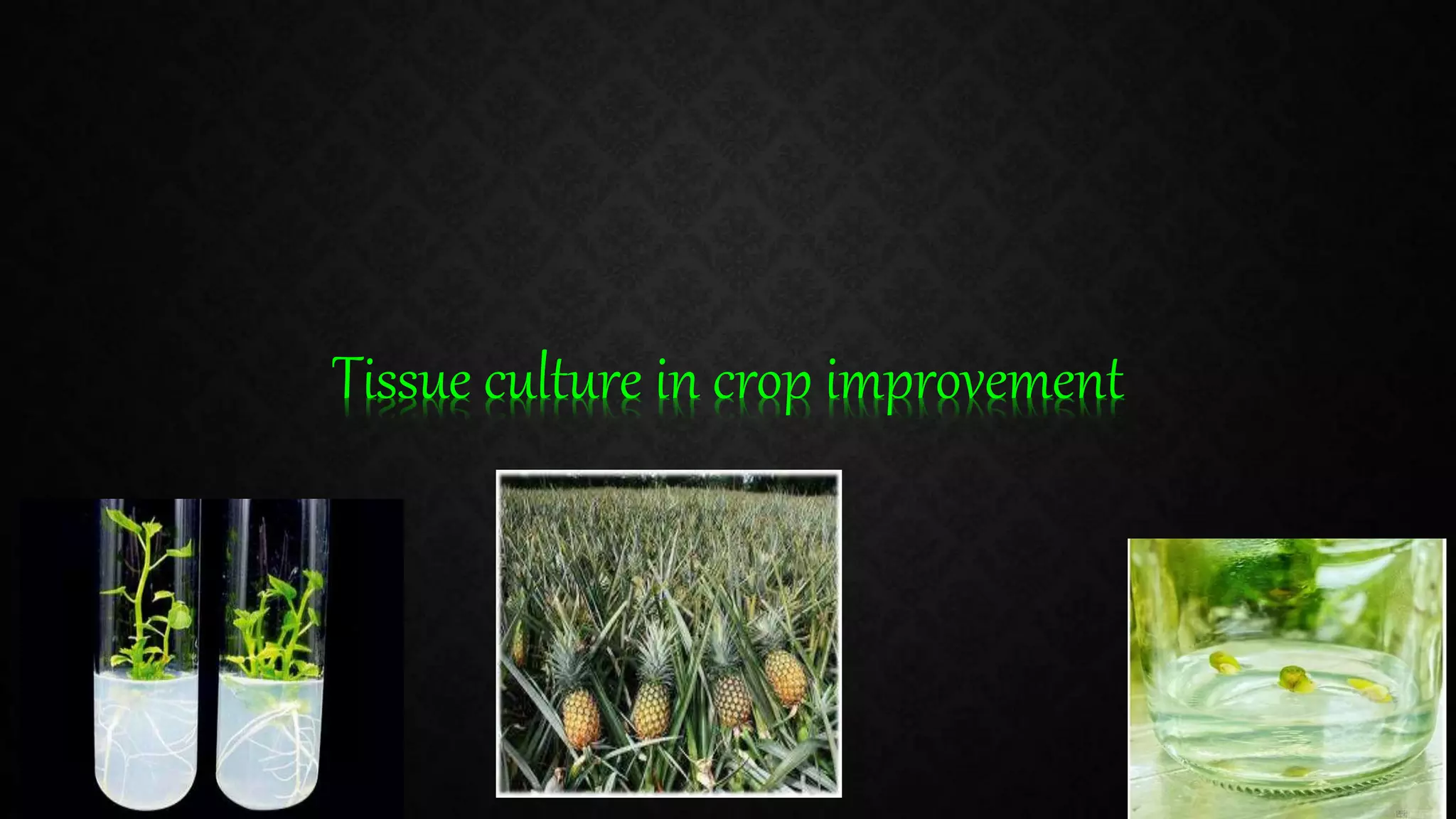 Plant tissue culture in crop Improvement | PPTX
