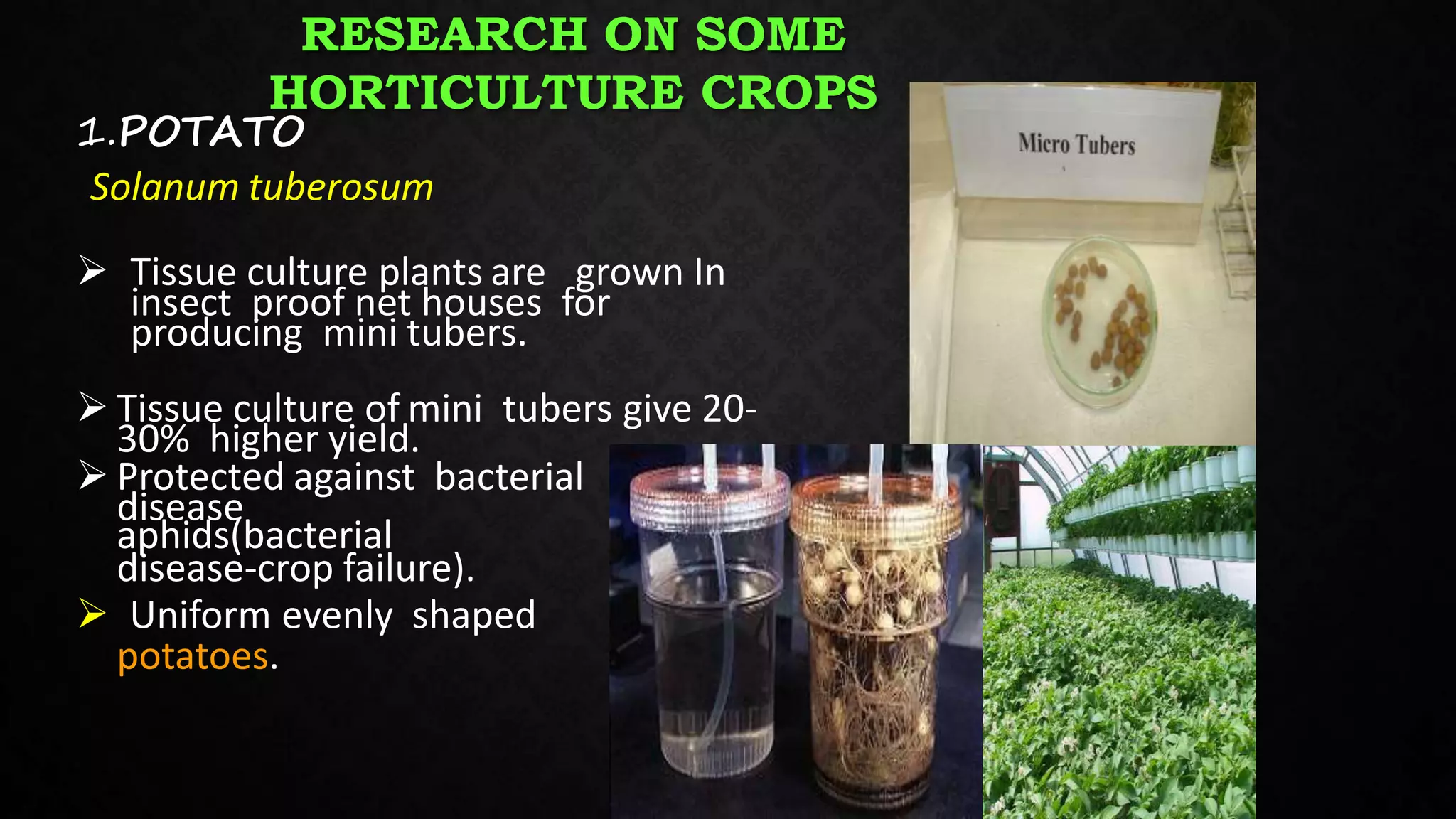 Plant tissue culture in crop Improvement | PPTX