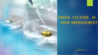 Plant tissue culture in crop Improvement | PPTX
