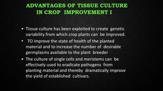Plant tissue culture in crop Improvement | PPTX