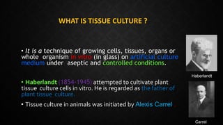 Plant tissue culture in crop Improvement | PPTX