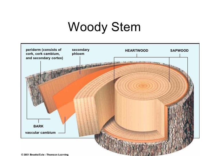 Plant tissue2 tree trunk layers diagram 