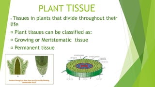 PLANT TISSUE
Tissues in plants that divide throughout their
life.
Plant tissues can be classified as:
Growing or Meristematic tissue
Permanent tissue
 