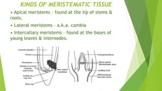 KINDS OF MERISTEMATIC TISSUE
• Apical meristems – found at the tip of stems &
roots.
• Lateral meristems – a.k.a. cambia
• Intercallary meristems – found at the bases of
young leaves & internodes.
 