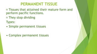 PERMANENT TISSUE
Tissues that attained their mature form and
perform pacific functions.
They stop dividing
Types:
• Simple permanent tissues
• Complex permanent tissues
 