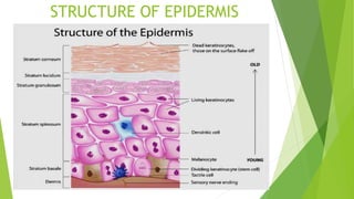 STRUCTURE OF EPIDERMIS
 