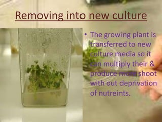 Removing into new culture
             • The growing plant is
               transferred to new
               culture med...