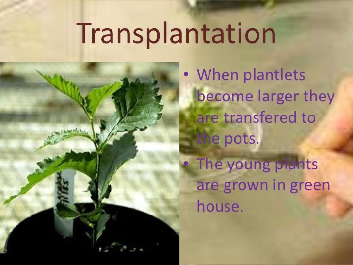Plant tissue culture