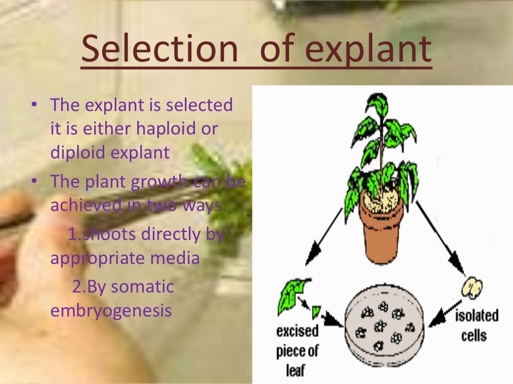 Plant tissue culture