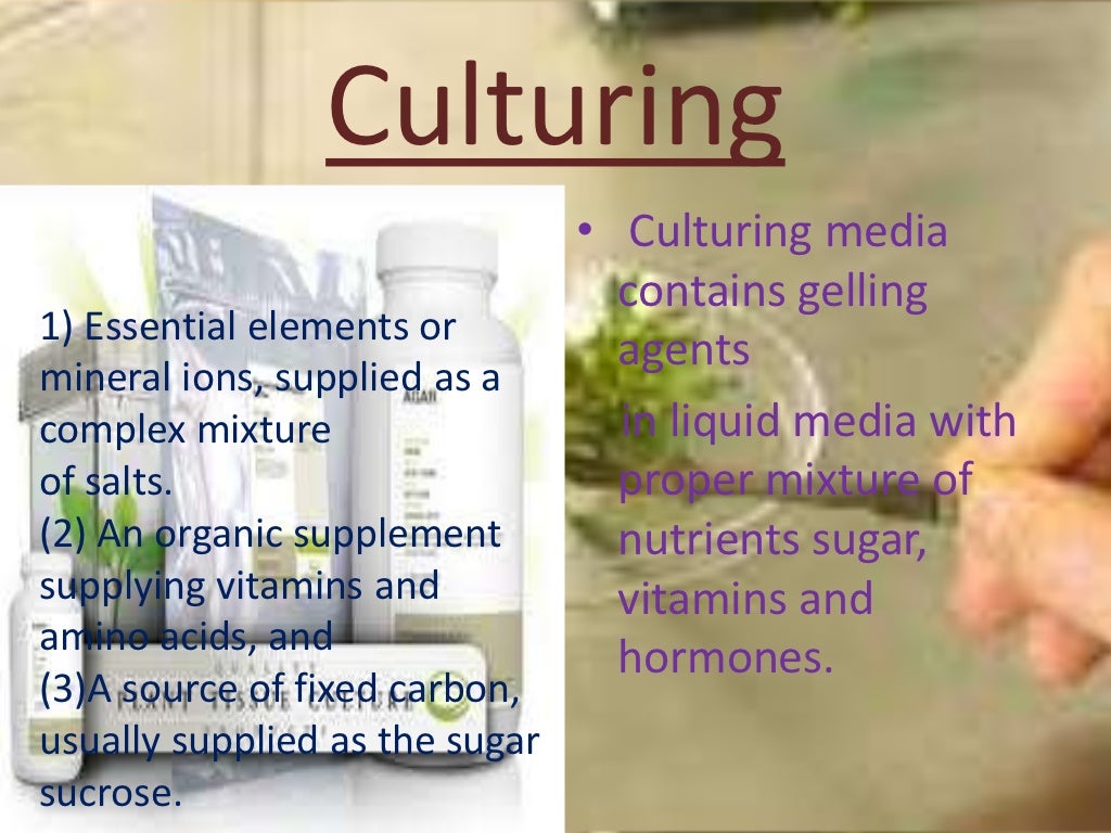 Plant tissue culture