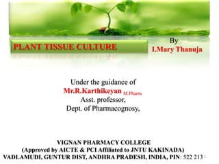 1
By
I.Mary Thanuja
Under the guidance of
Mr.R.Karthikeyan M.Pharm.
Asst. professor,
Dept. of Pharmacognosy,
VIGNAN PHARMACY COLLEGE
(Approved by AICTE & PCI Affiliated to JNTU KAKINADA)
VADLAMUDI, GUNTUR DIST, ANDHRA PRADESH, INDIA, PIN: 522 213
PLANT TISSUE CULTURE
 