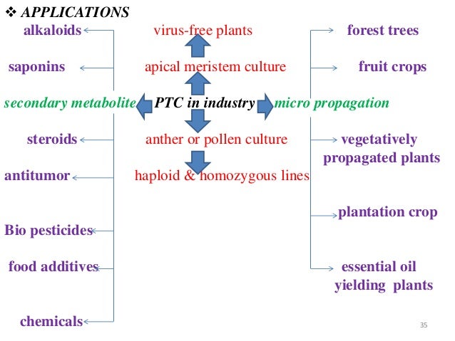 plant tissue culture by thanuja