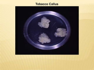 tobacco callus Diversity of extracellular vesicles derived from calli, cell culture and apoplastic fluid of In Vitro Morphogenesis of Tobacco:
